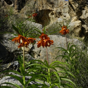 Fritillaria eduardii